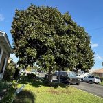 WhatsApp Image 2026-01-16 at 10.20.03 PM